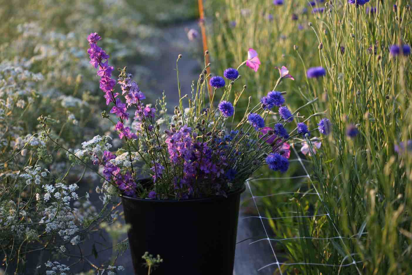 How To Grow Ammi- Ammi Majus And Visnaga - Farmhouse & Blooms