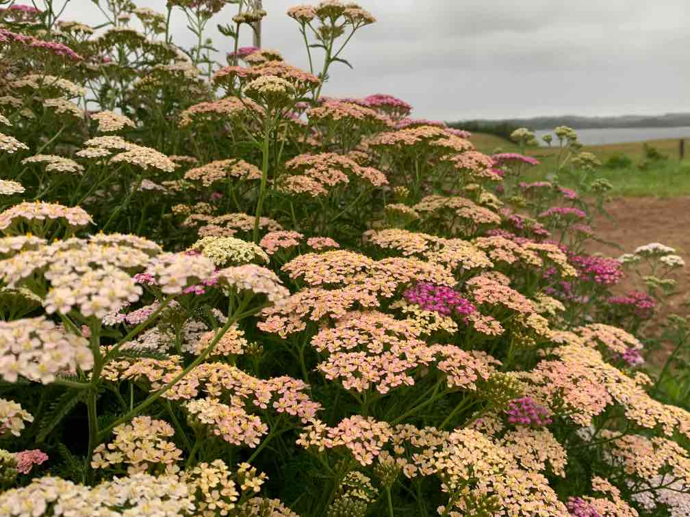 yarrow growing in the garden with muted shades of apricot and yellow