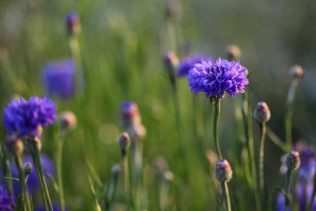 blue bachelor buttons growing in the field