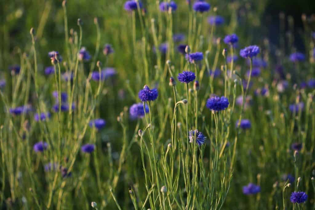 blue Bachelor Buttons growing outside in the garden