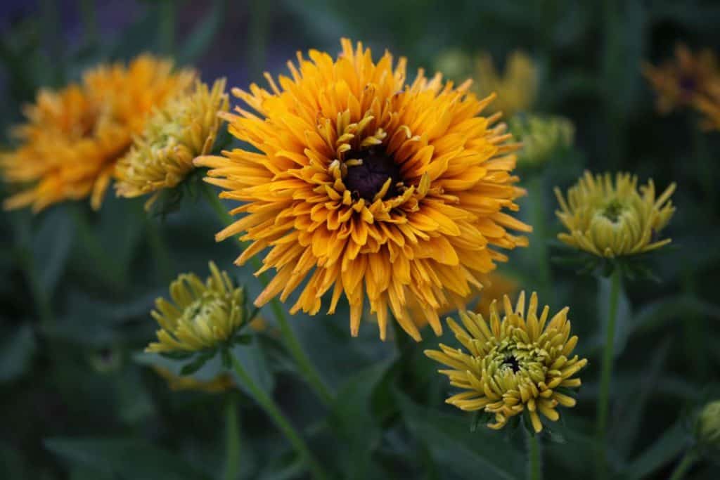 yellow double blooms of rudbeckia hirta against a green background