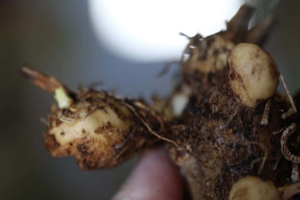 calla lily rhizome, showing how to break off a piece to propagate