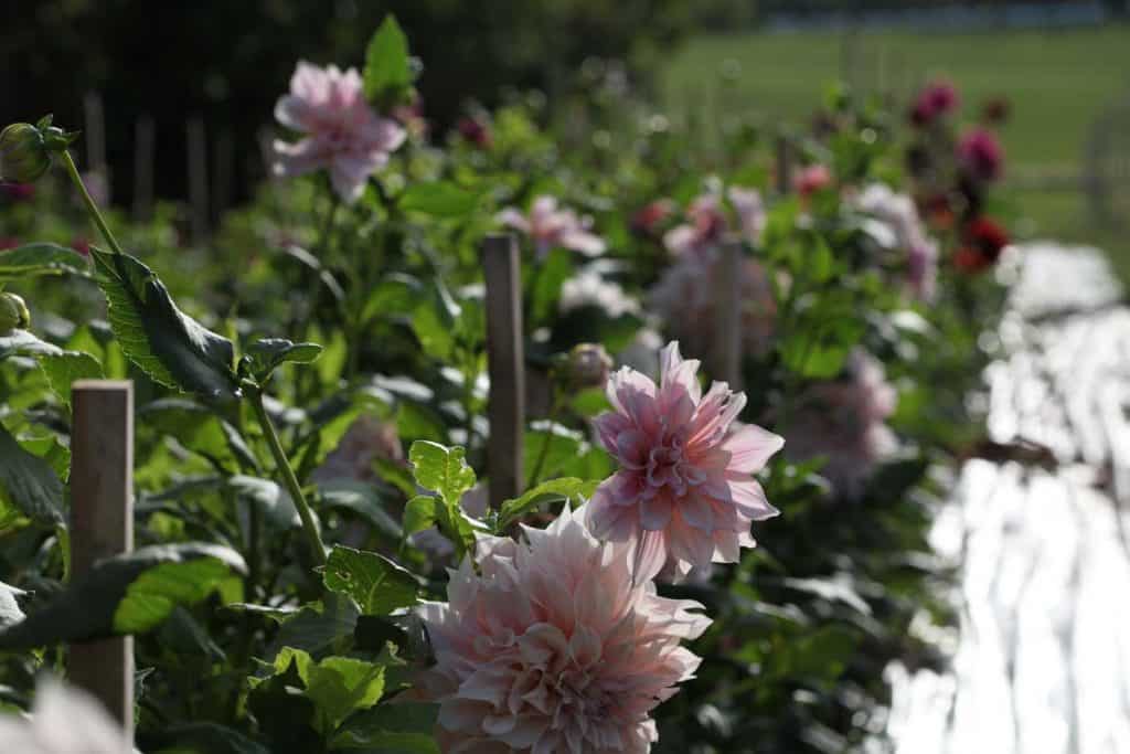 pink dahlia flowers and green dahlia plants reflecting sunlight