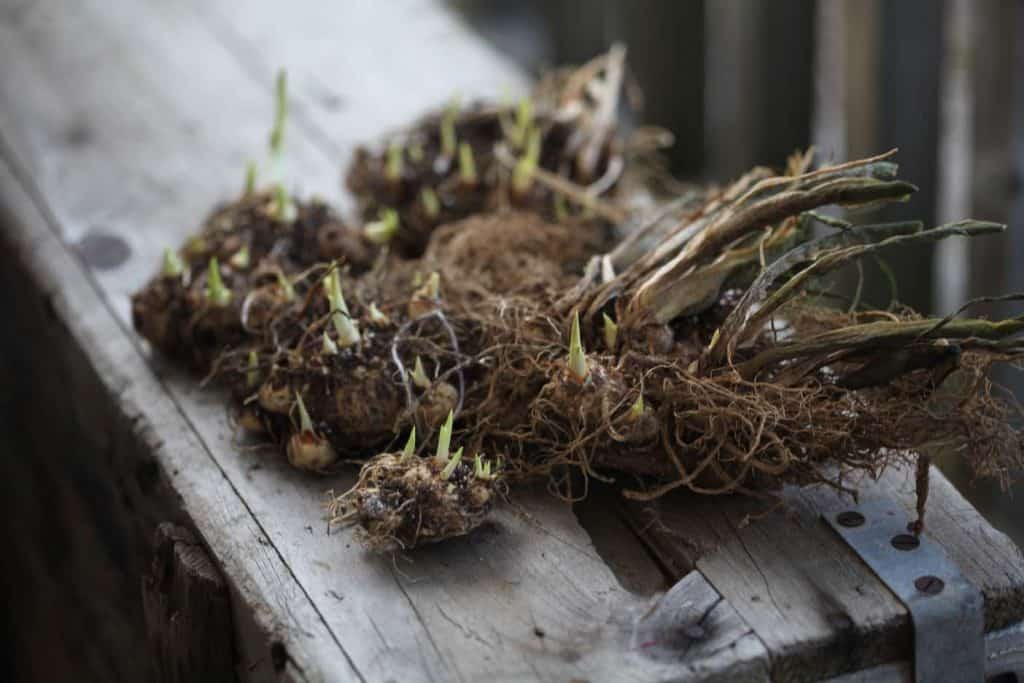 calla lilies starting to sprout, placed on a wooden box