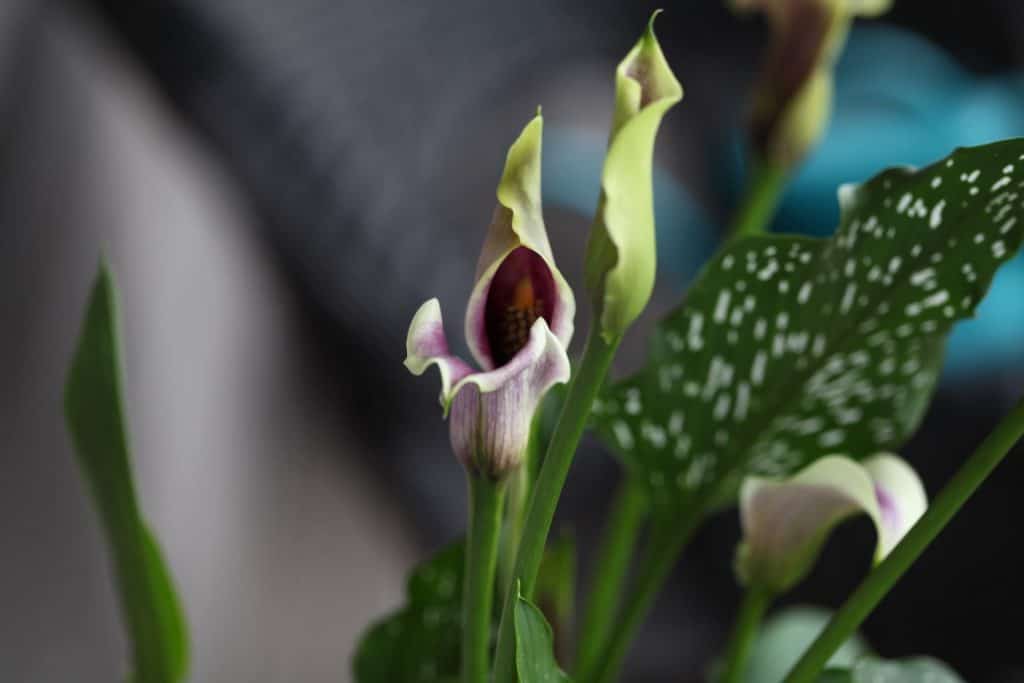 lavender coloured calla lily blooms with green spotted leaves