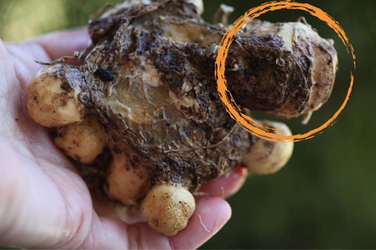 underside of calla lily rhizome showing a larger protrusion, demonstrating how to plant calla lily bulbs