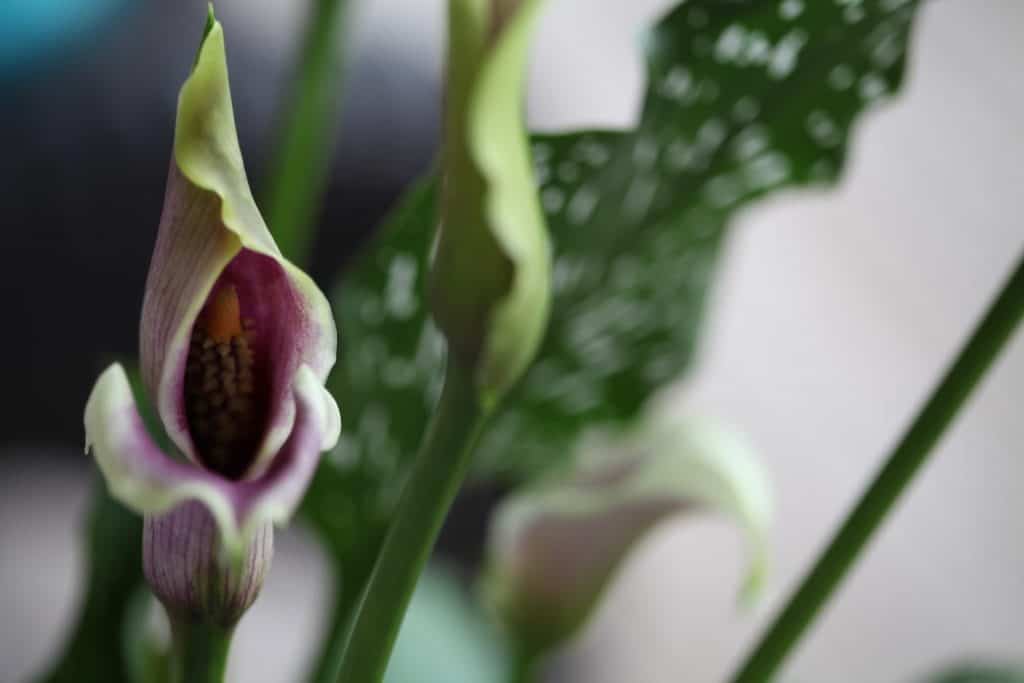 purple and white calla lilies with green spotted leaves and a blurred background