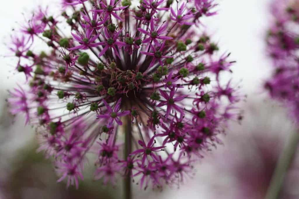purple alliums in the spring, starting to set seed, green seed pods on flower, with a blurred background