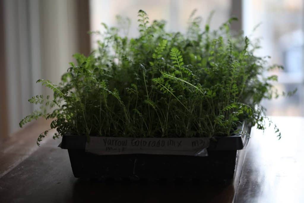 cell tray of green seedlings