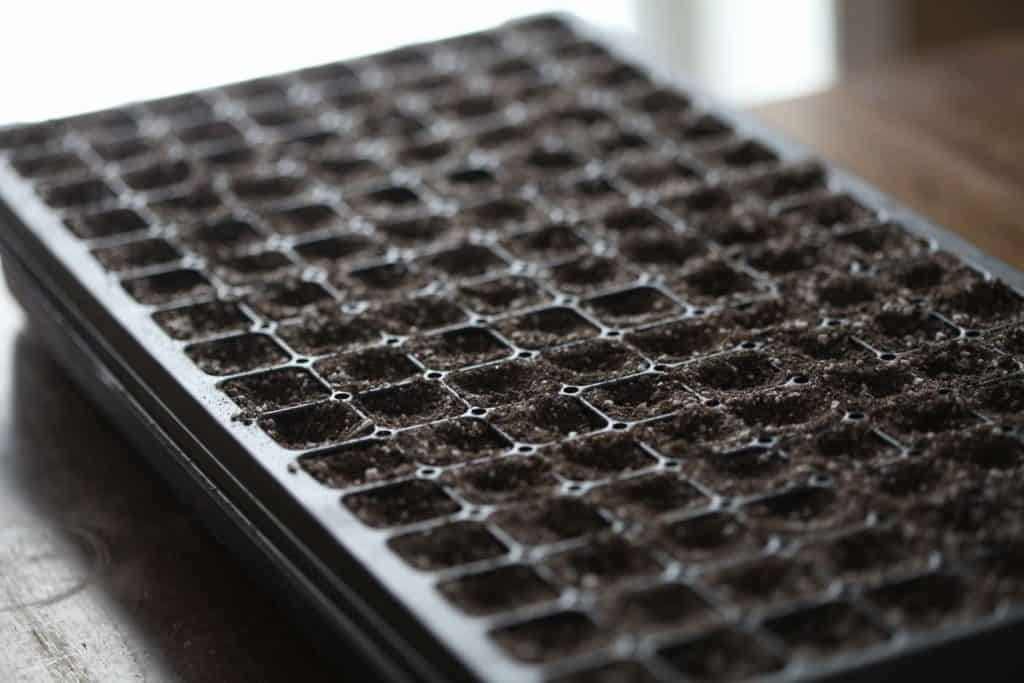 black cell tray filled with soil