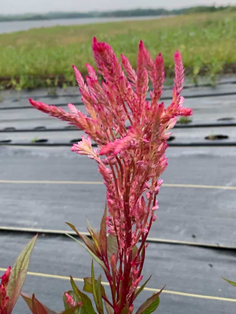 pink plumes of a flower growing in landscape fabric