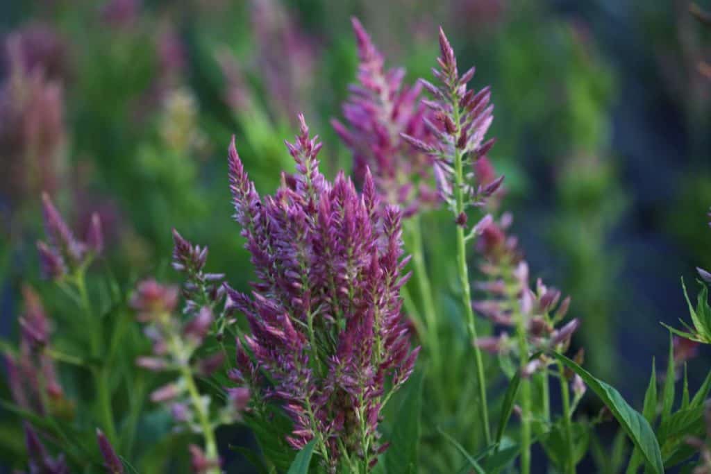 purple flowers growing in the garden