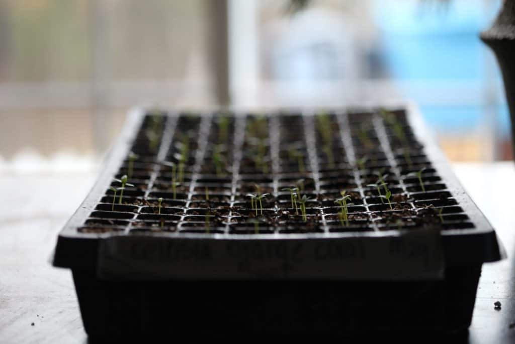 small green seedlings in cell tray