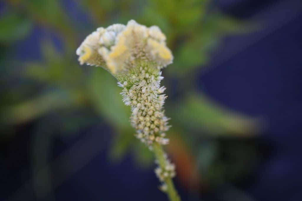 yellow celosia bloom against a blurred background