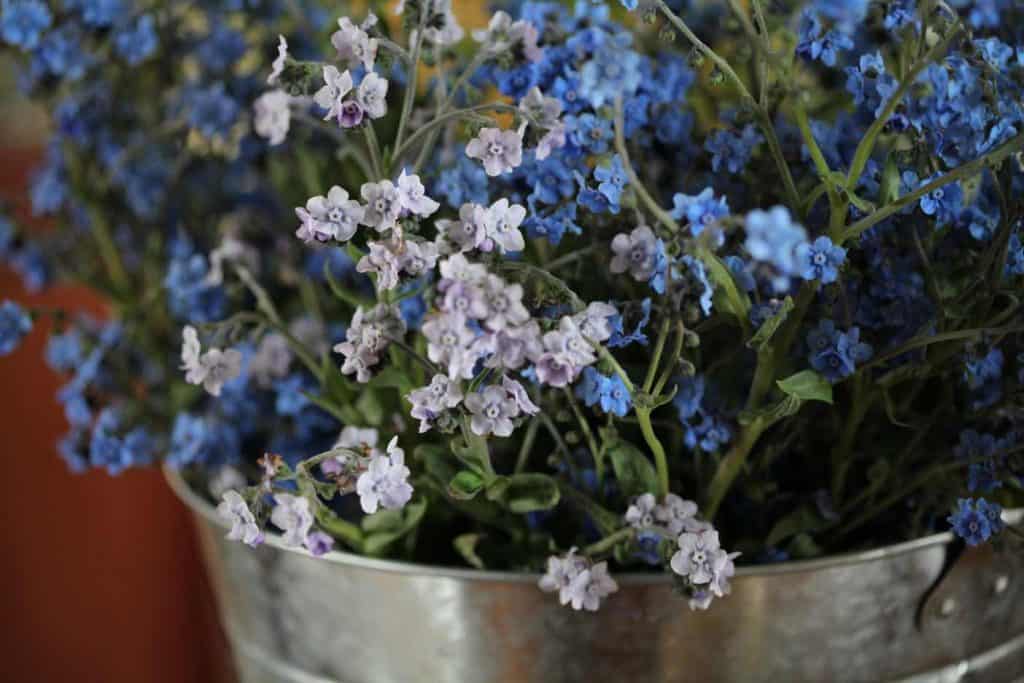 blue and lavender blooms of Chinese Forget me nots in a bucket