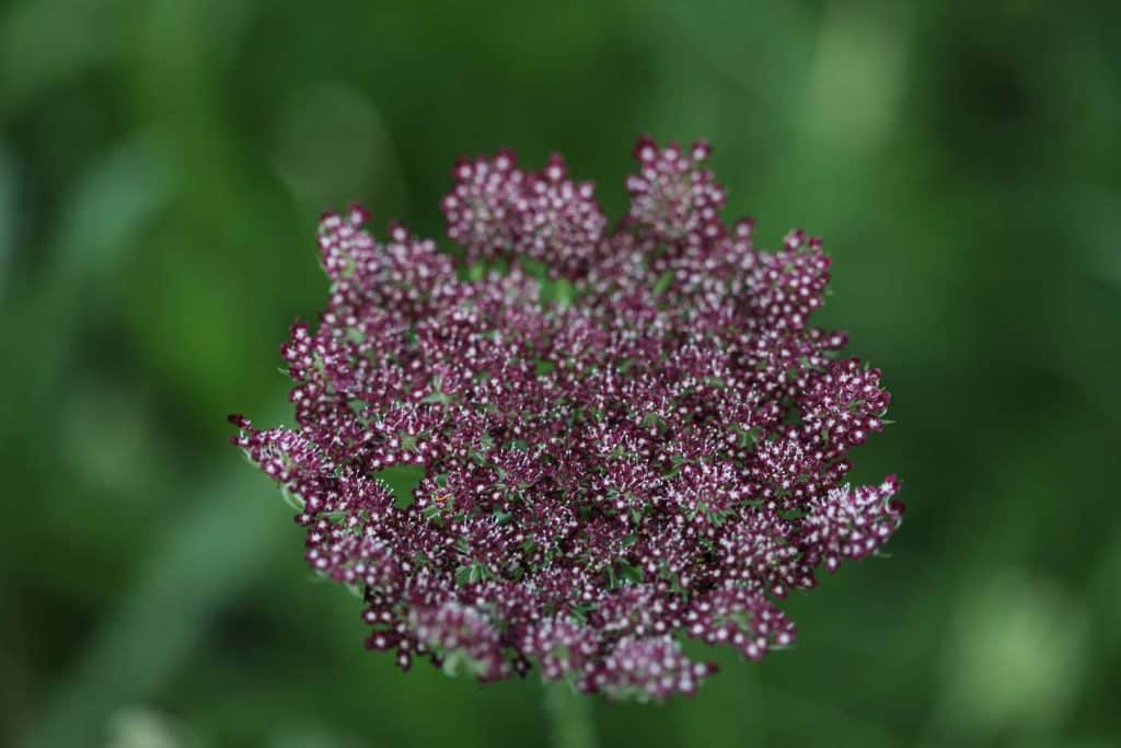 burgundy coloured lacy Dara flower against a blurred green background