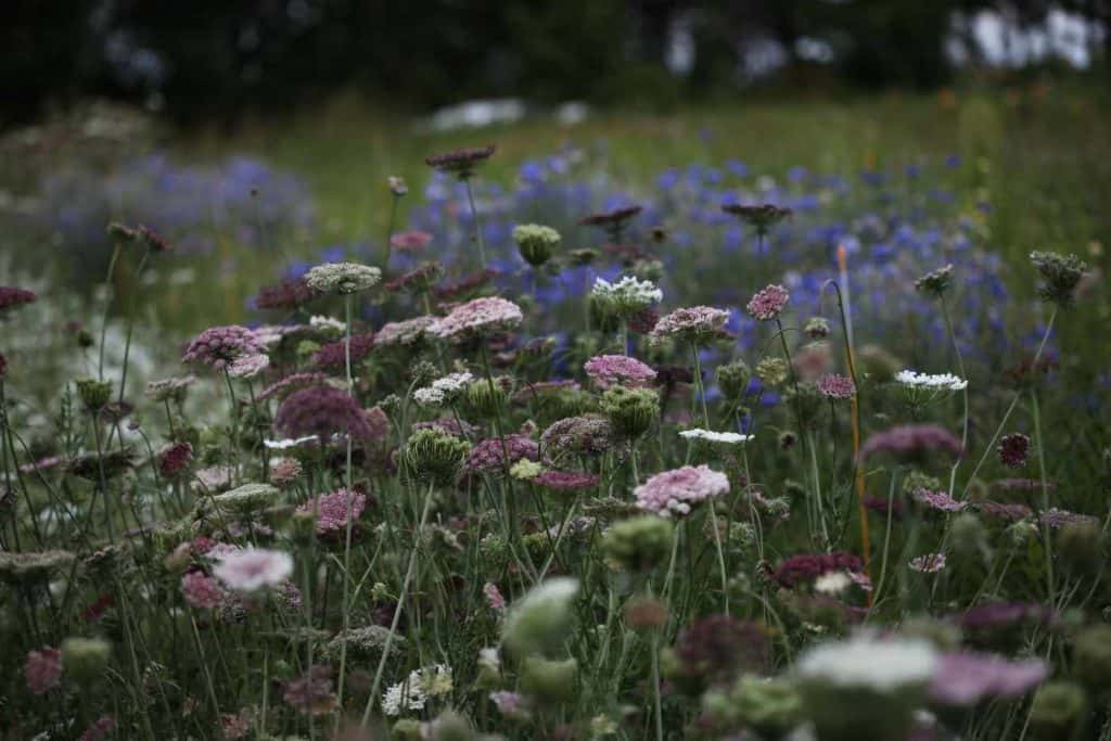 Dara flowers growing in the garden, with a blurred background of the garden