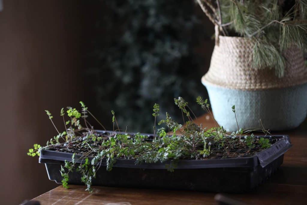 black seedling tray with green Dara seedlings next to a basket with evergreen boughs