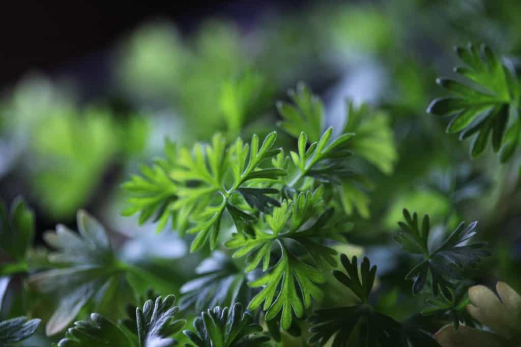 closeup of Larkspur seedlings and leaves
