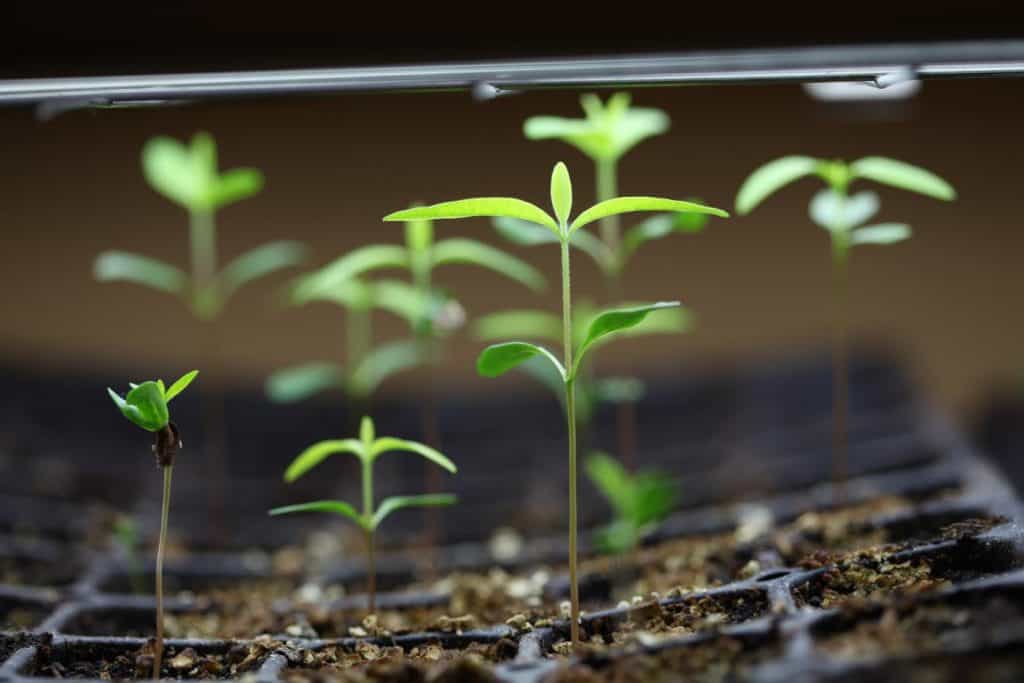 common milkweed seedlings in a seedling tray under grow lights