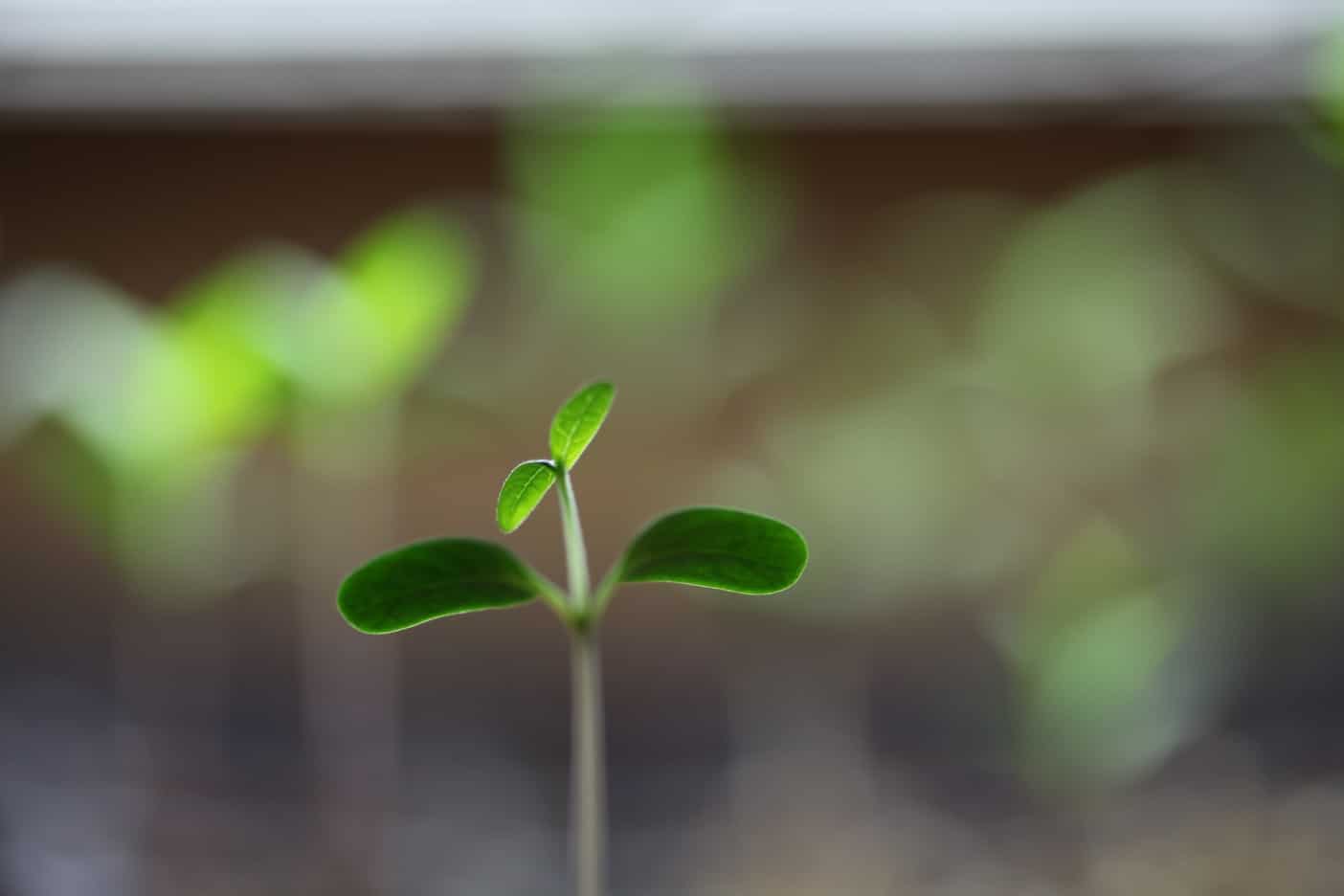 a common milkweed seedling