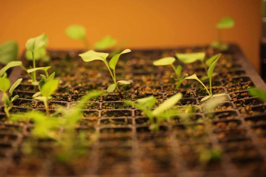 coneflower seedlings growing in a cell tray under lights