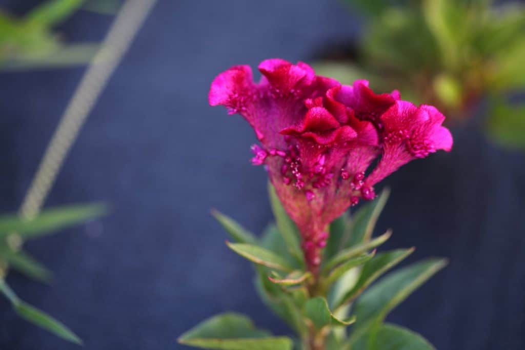 hot pink triangular shaped flower against a black background