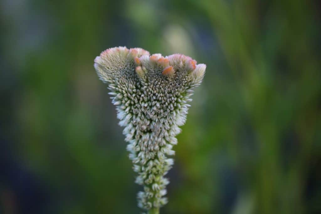 a triangular shaped crested celosia against a blurred green background