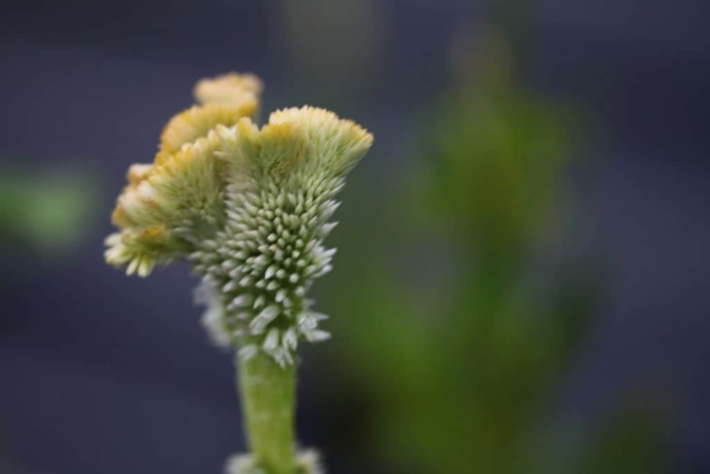 yellow crested flower against a blurred background