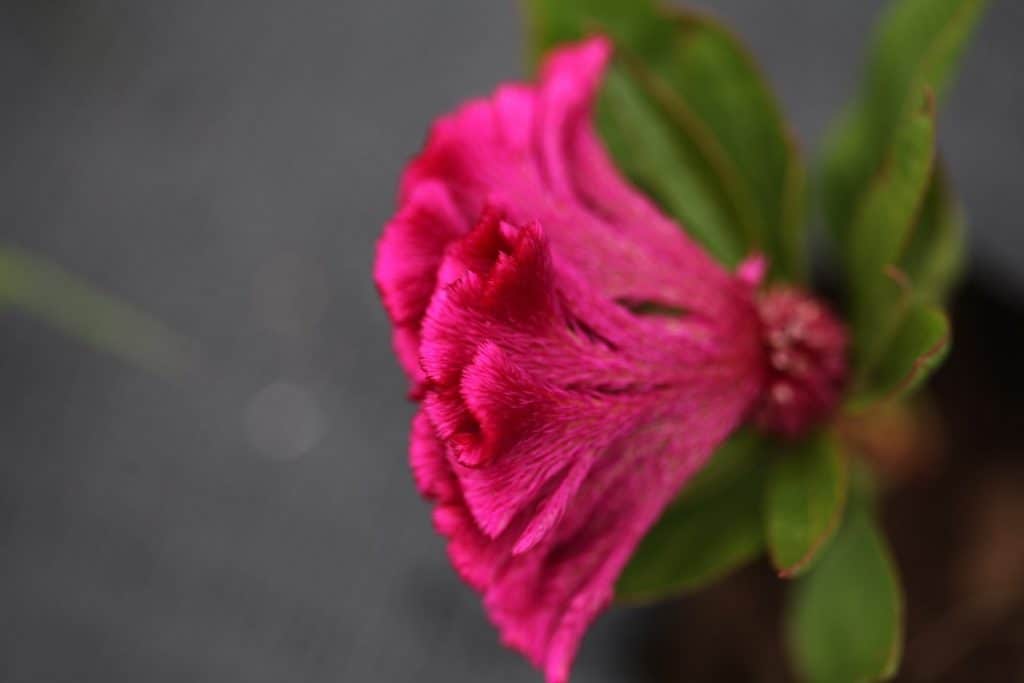 hot pink crested celosia flower