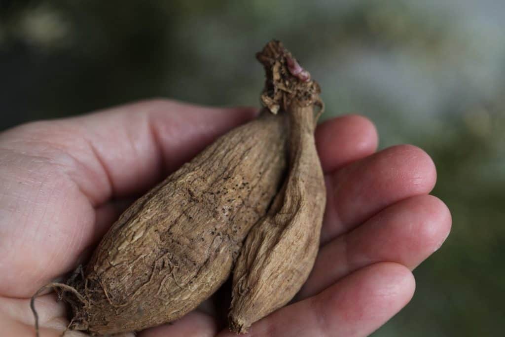 two brown dahlia tubers in a hand, preparing to store dahlia tubers over winter