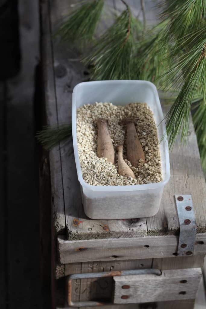 dahlia tubers in a plastic box containing vermiculite, sitting on a grey wooden box, preparing to store dahlias over winter