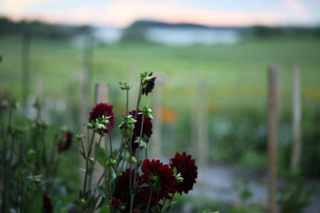 burgundy flowers growing in the garden, with a blurred background