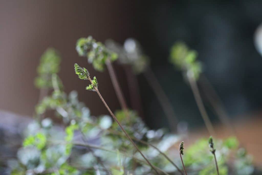 green chocolate lace flower seedlings at six weeks of growth, with a blurred background