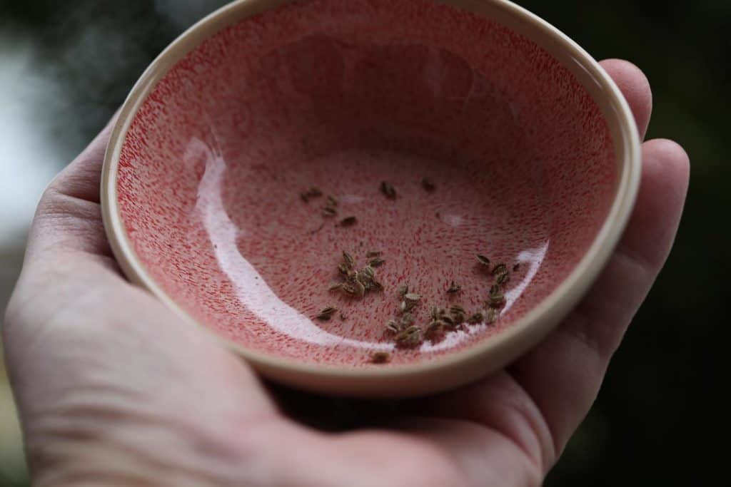 dara seeds in a pink bowl held by a hand, showing how to grow chocolate lace flower