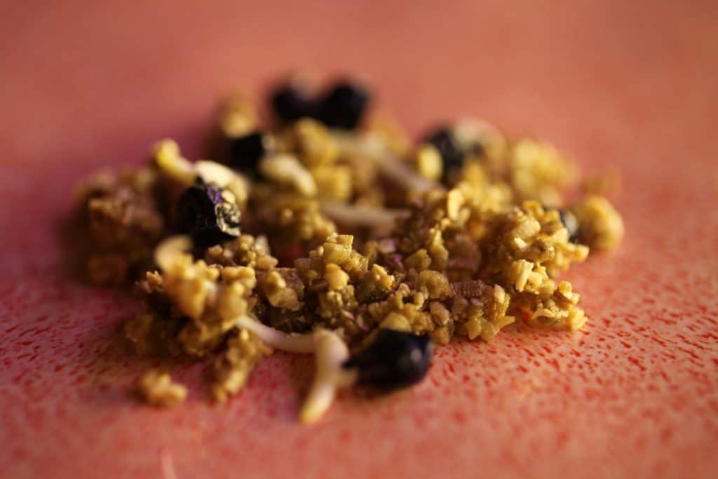 daylily seeds germinating after stratification