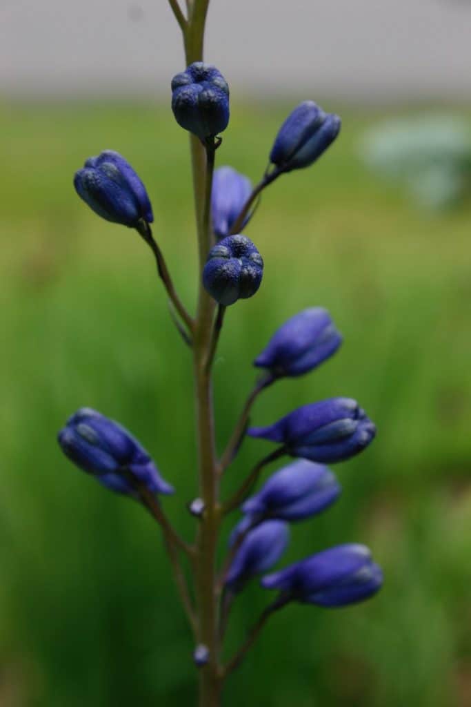 purple delphinium flower buds, showing how to grow delphiniums from seed