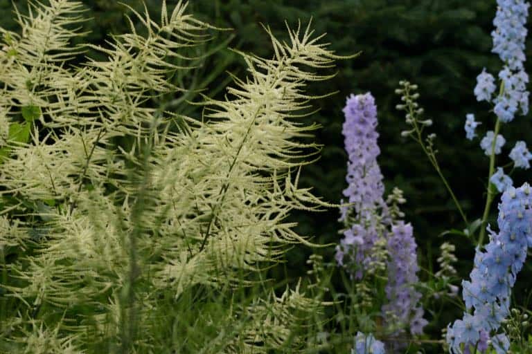 light blue and purple delphiniums in the garden