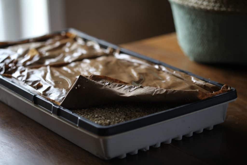 tray with planted delphinium seeds  and covered with vermiculite and wet Kraft paper, showing how to grow delphiniums from seed