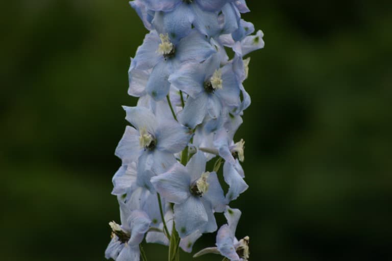 light blue Delphinium flower against a blurred green background