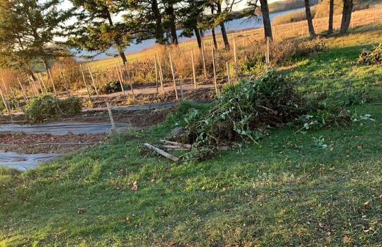 dahlia field in fall, plants dug up, preparing to store dahlias over winter