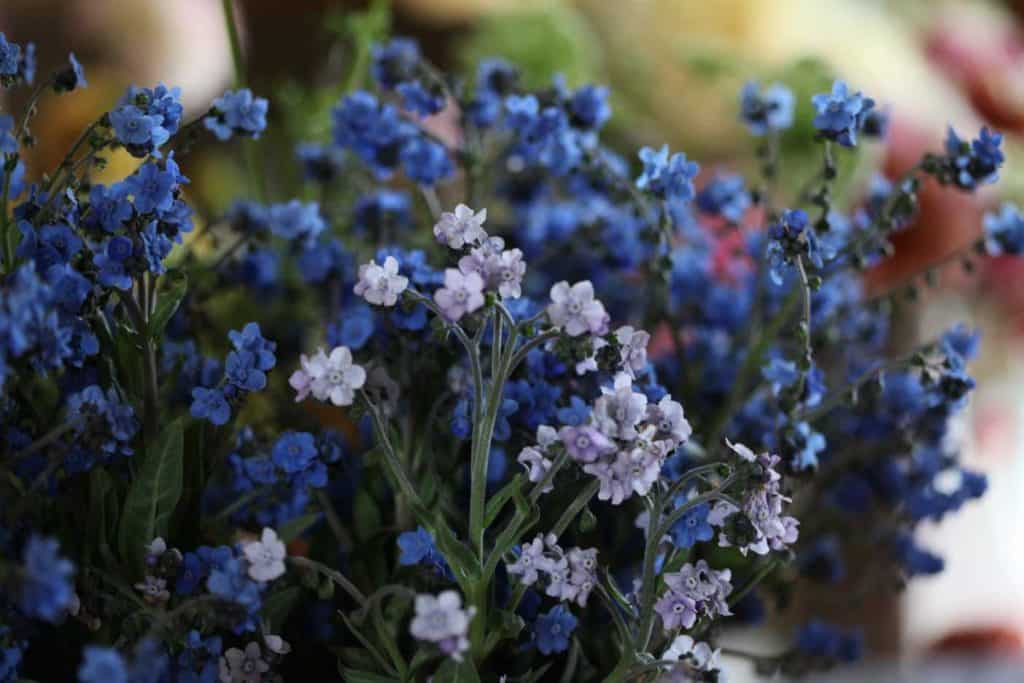 blue and lavender Chinese forget me nots