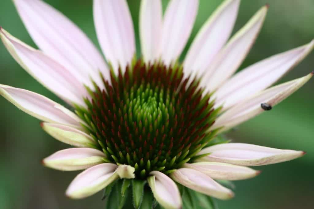 pale pink petals on a flower with a green and burgundy cone centre, against a blurred green background