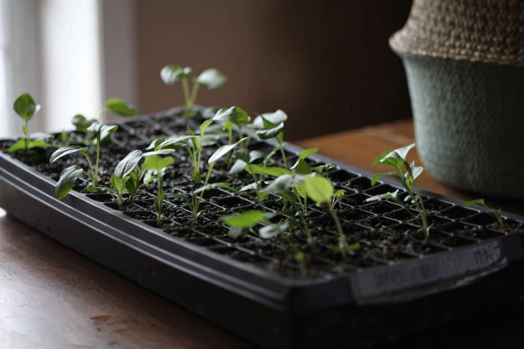 green echinacea seedlings showing how to grow echinacea