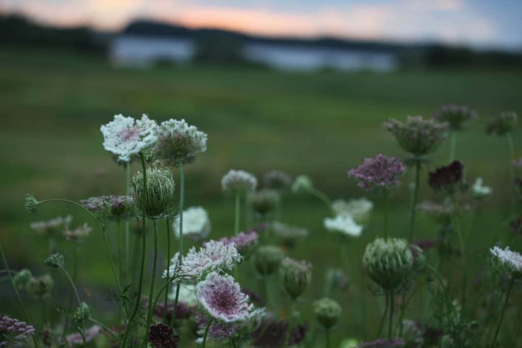 hardy annual Dara with white and purple flowers in the garden at sunset