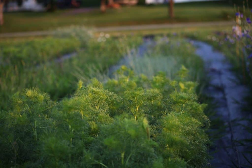 green foliage of ammi green mist growing in the garden