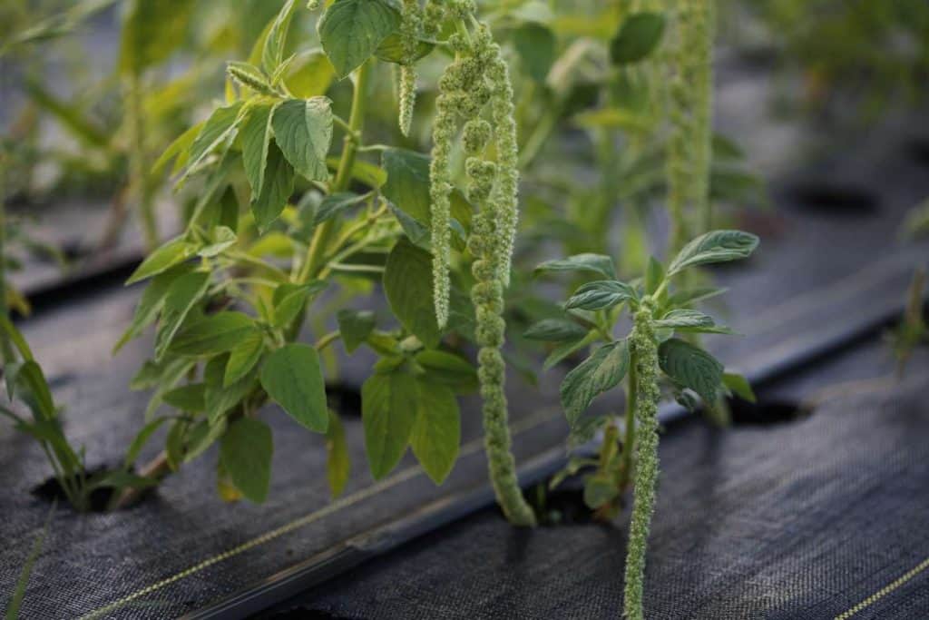 Amaranth Green Tails growing in the garden