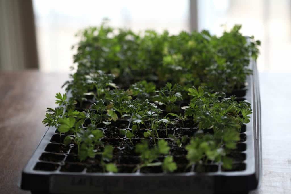 a black cell tray with green seedlings