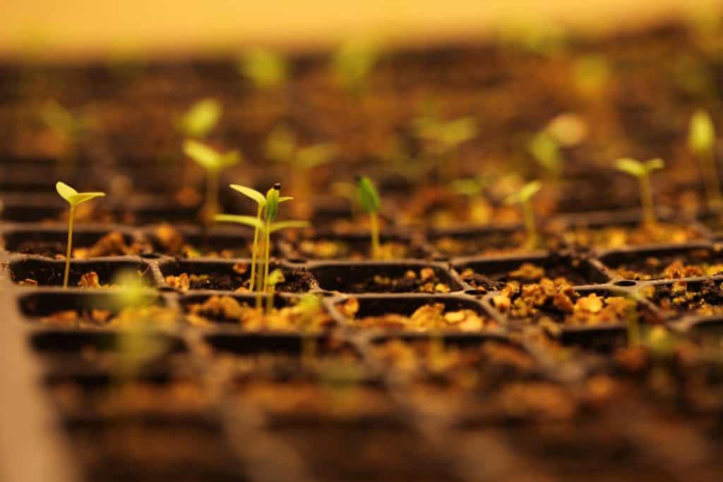 tiny green seedlings under grow lights