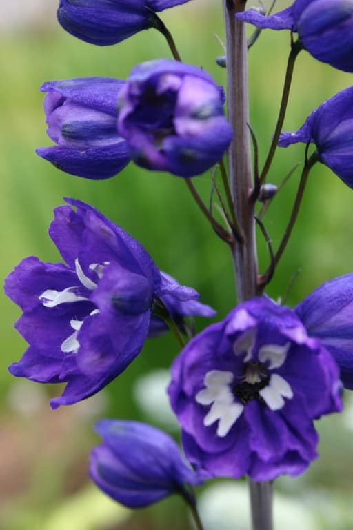 purple delphiniums with white centres against a green background